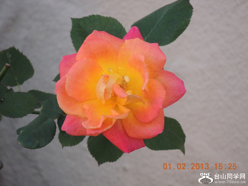 flower 232_.jpg