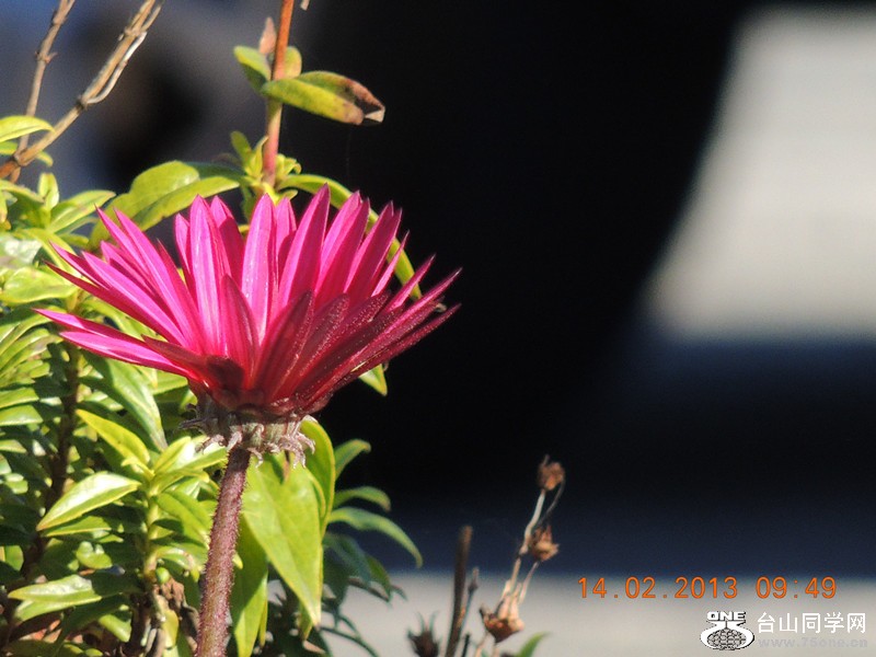 flower 437_.jpg