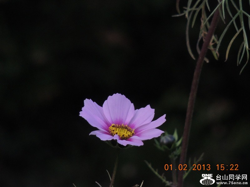 flower 226_.jpg