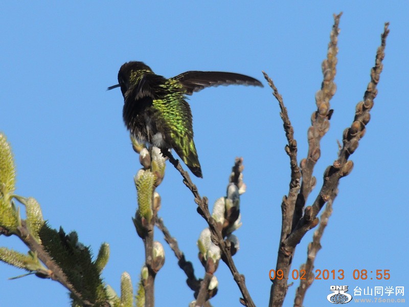 bird 348_.jpg