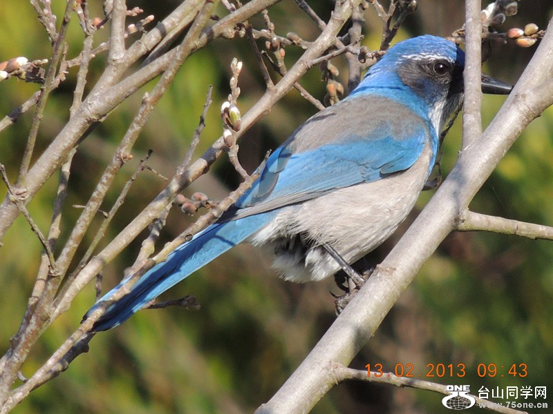 bird 477_.jpg
