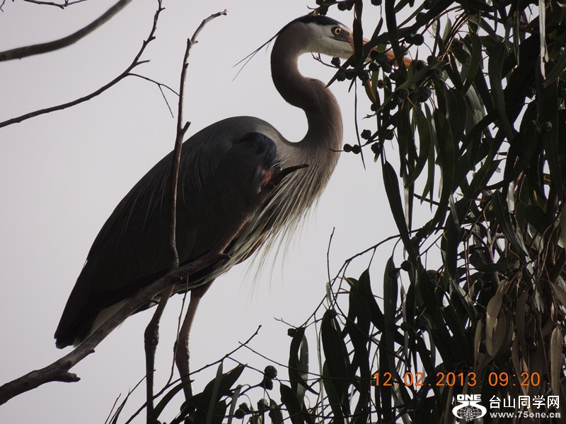 bird 385_.jpg