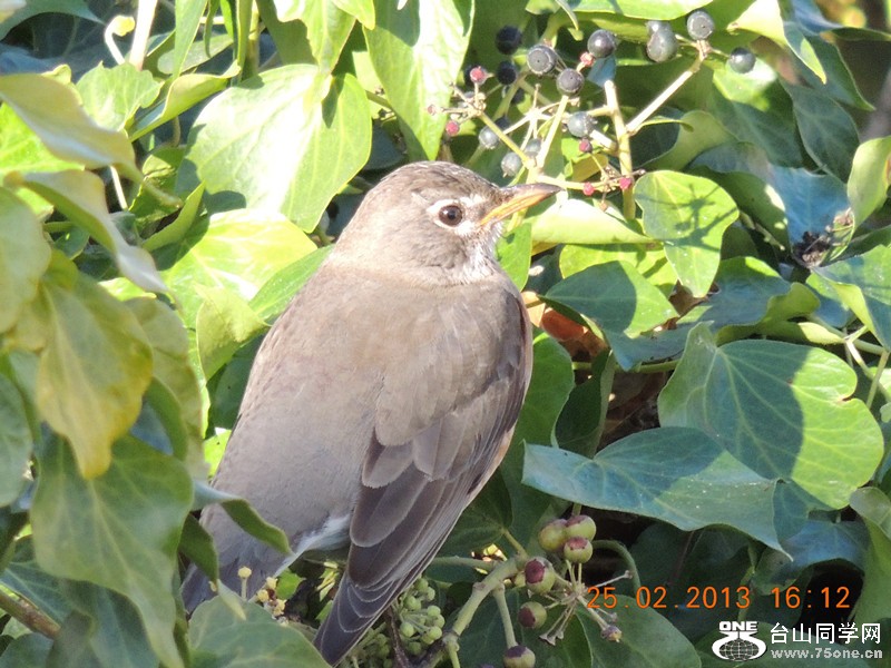 bird 1168_.jpg