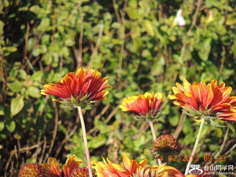 flower 425_.jpg