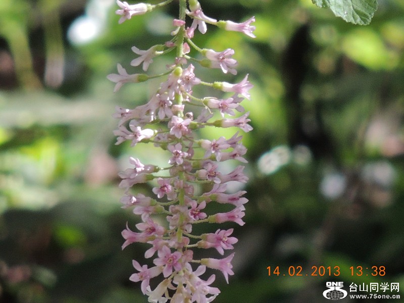 flower 484_.jpg