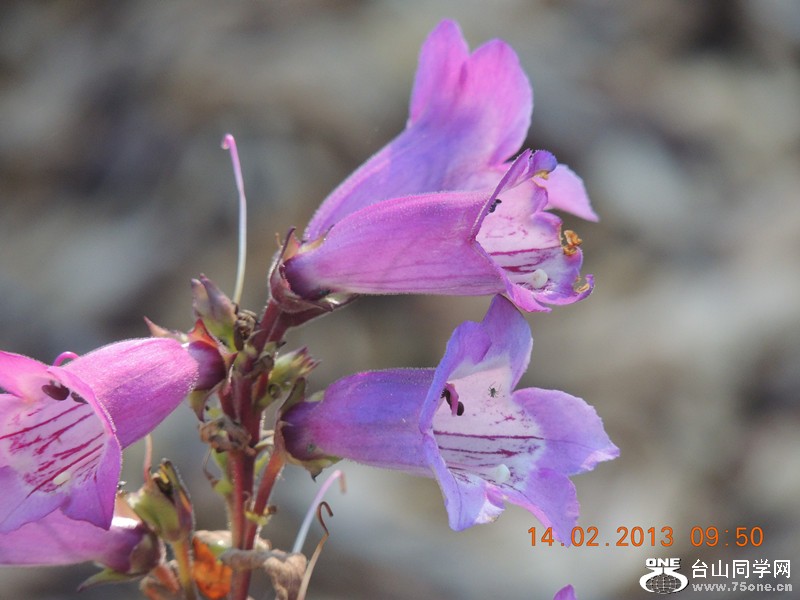 flower 440_.jpg