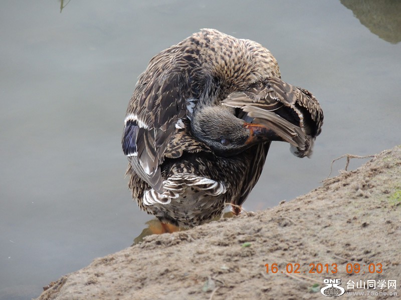 bird 704_.jpg