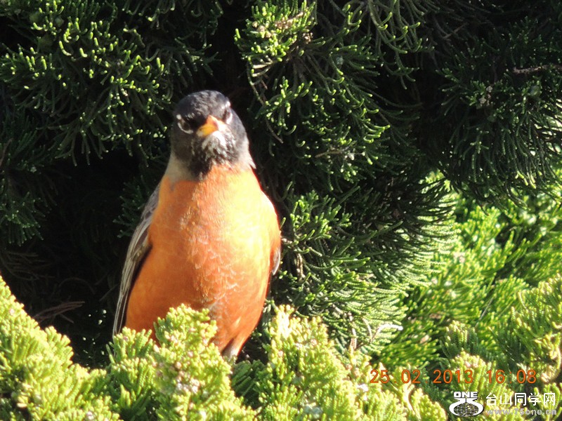 bird 1166_.jpg