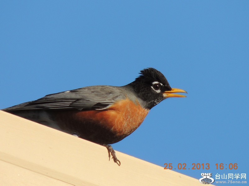 bird 1162_.jpg