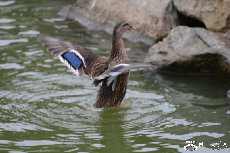 bird 838_.jpg