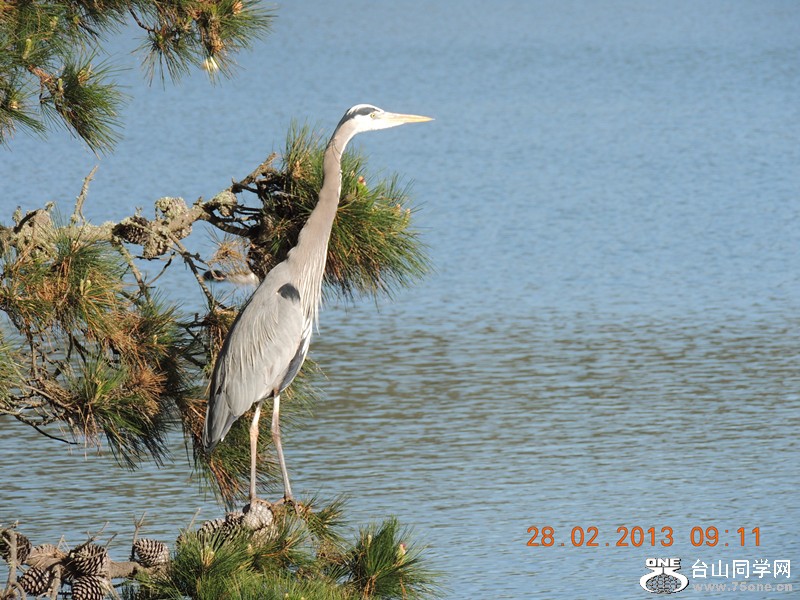 bird 1241_.jpg