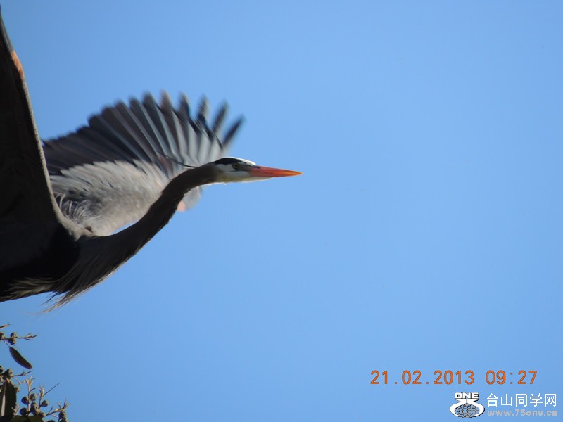 bird 941_.jpg