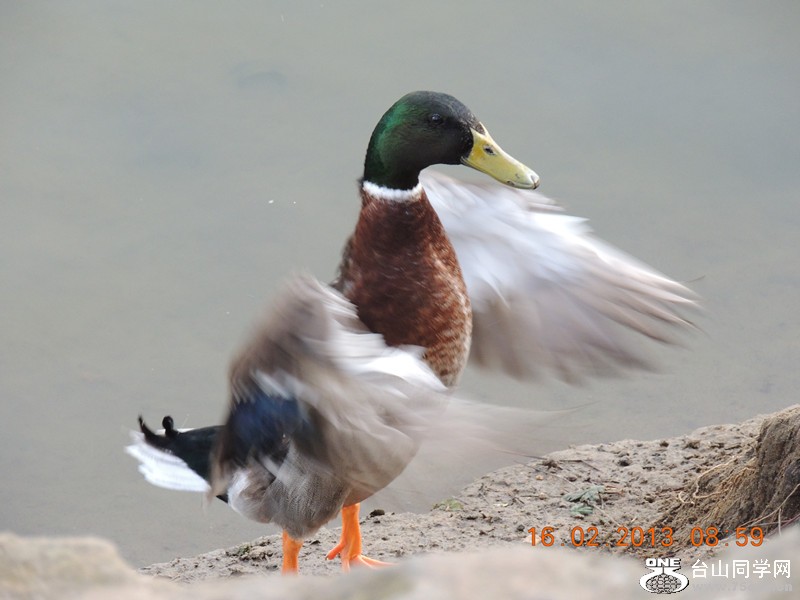 bird 695_.jpg