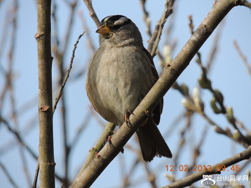 bird 406_.jpg