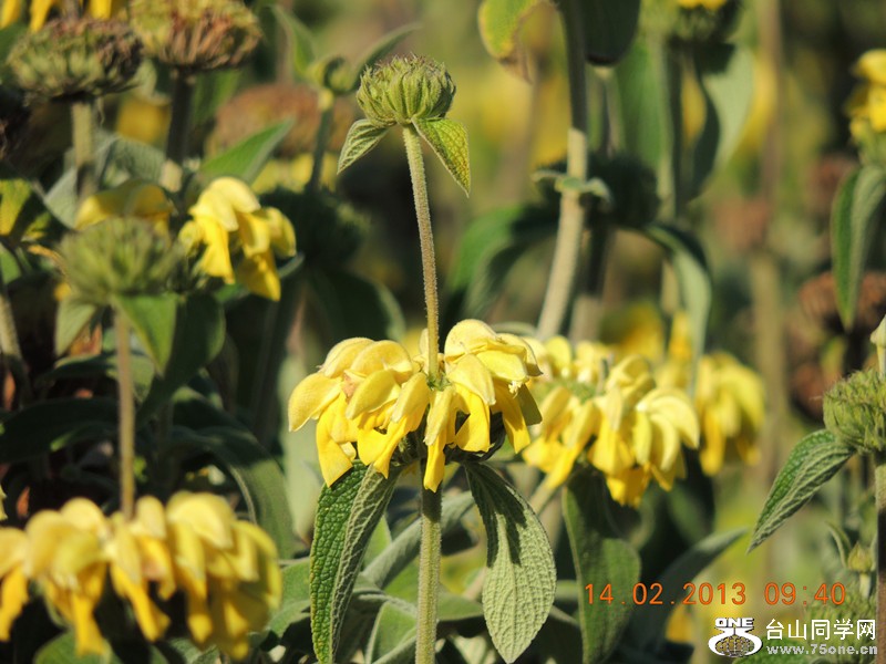 flower 426_.jpg