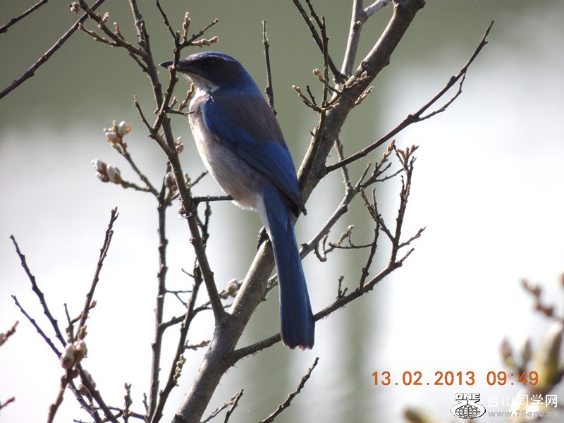 bird 485_.jpg