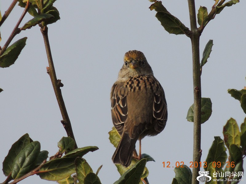 bird 396_.jpg