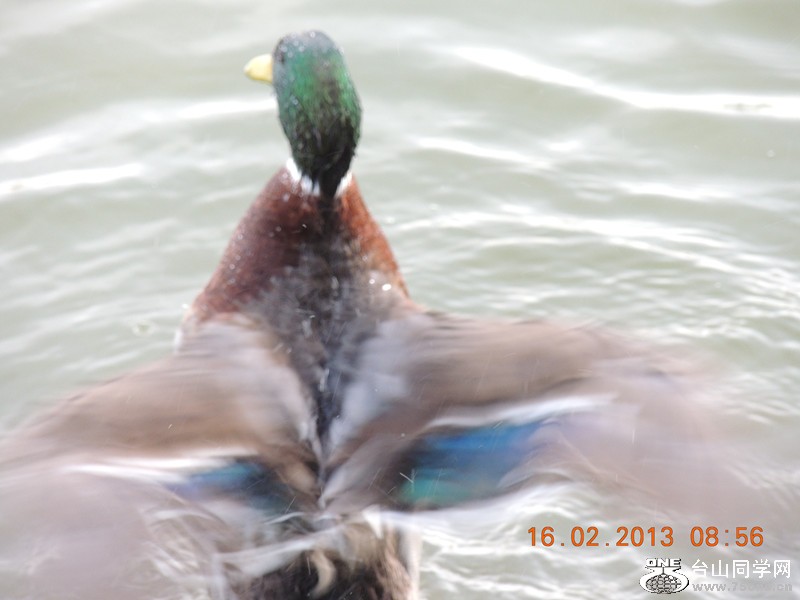 bird 687_.jpg