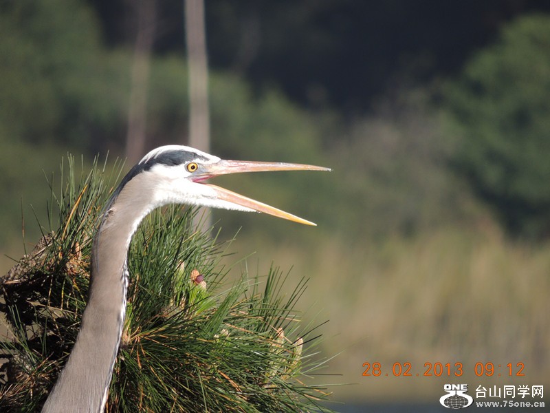 bird 1246_.jpg