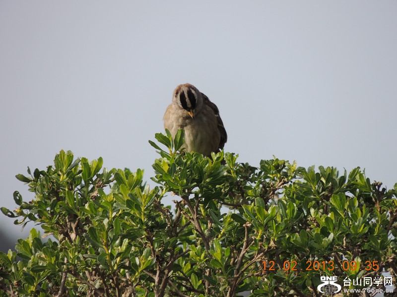 bird 392_.jpg