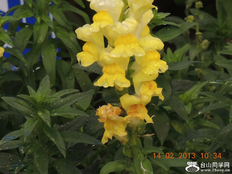 flower 453_.jpg