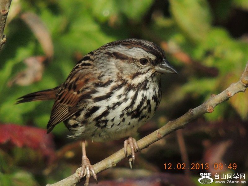 bird 415_.jpg