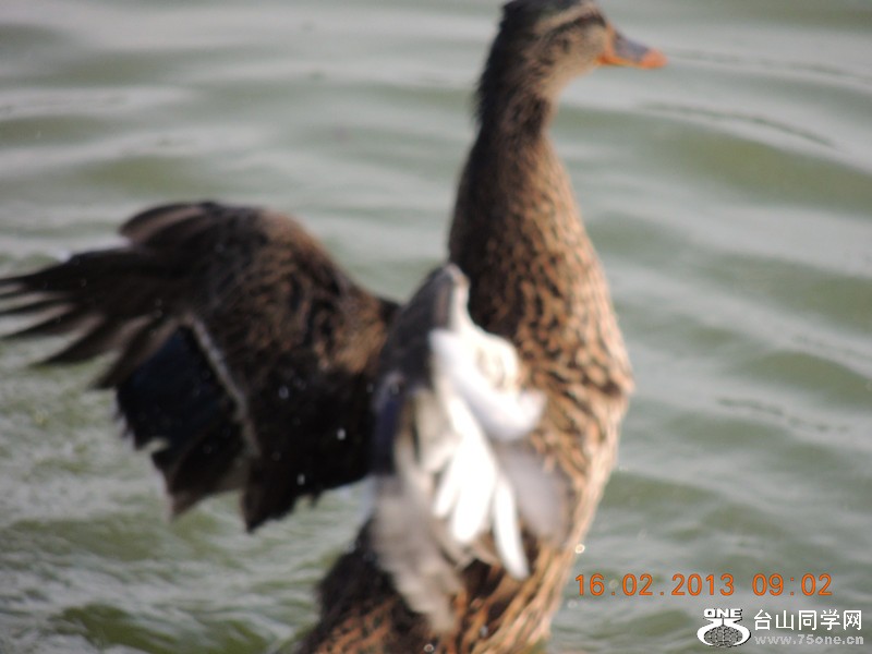 bird 700_.jpg