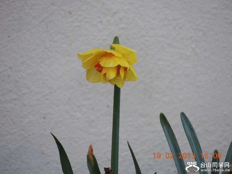 flower 627_.jpg
