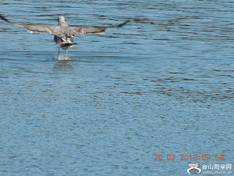 bird 878_.jpg
