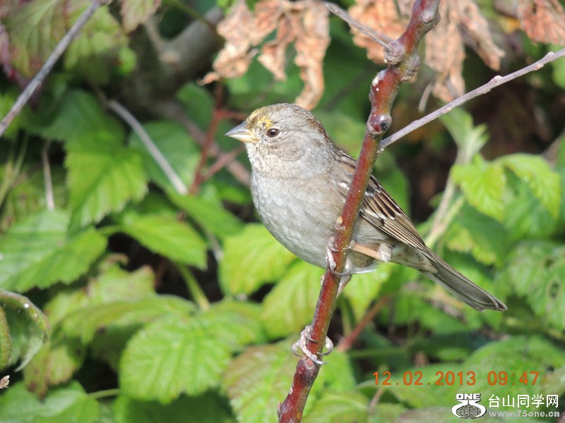 bird 407_.jpg