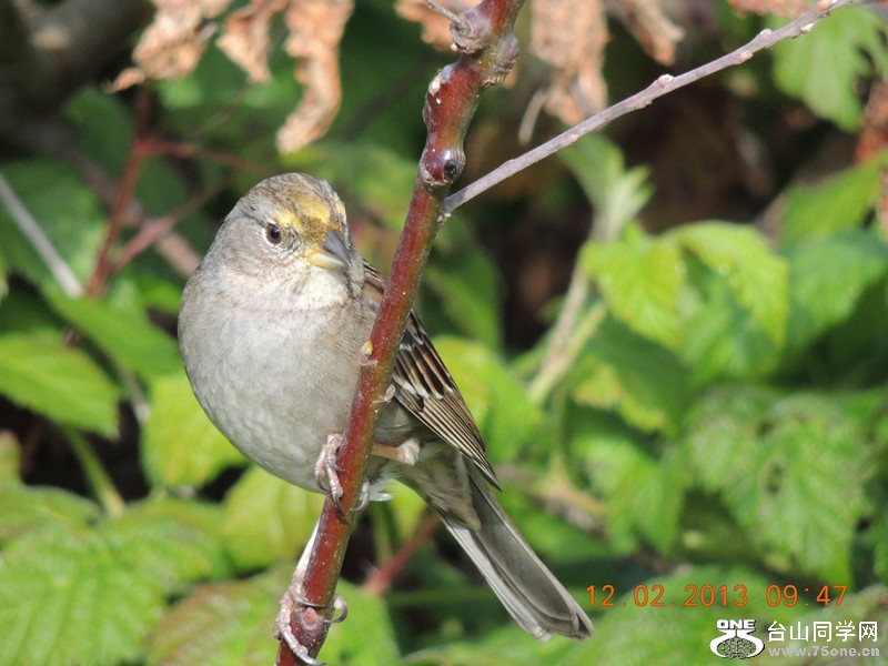 bird 411_.jpg