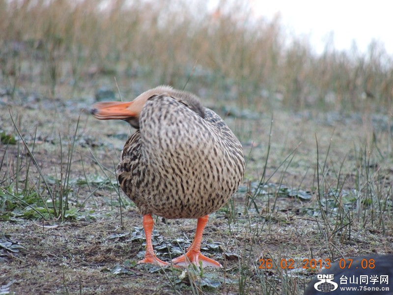 bird 1174_.jpg