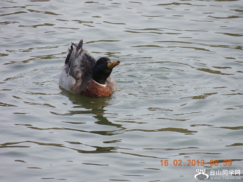 bird 633_.jpg