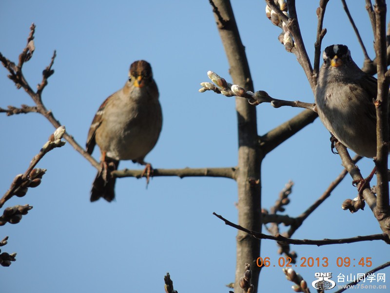 bird 290_.jpg