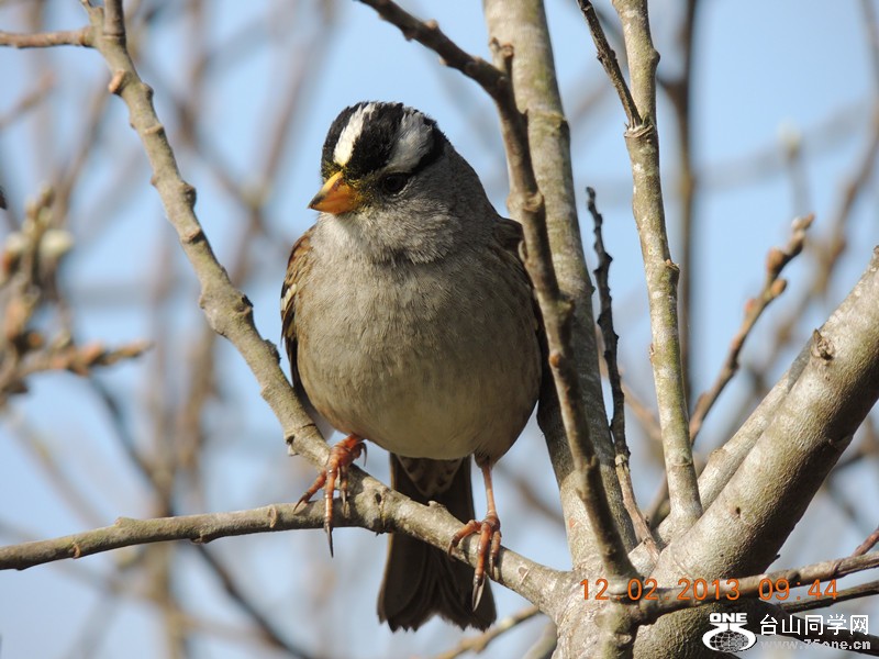 bird 405_.jpg