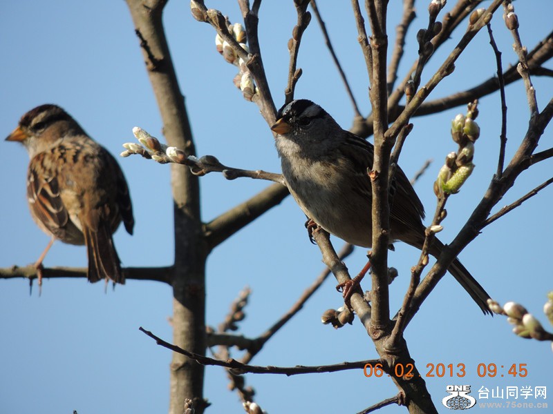bird 289_.jpg