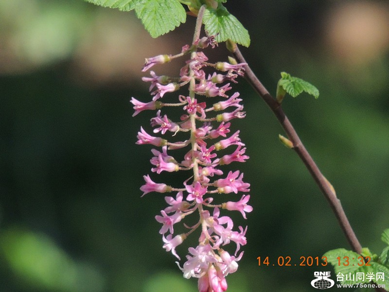 flower 470_.jpg
