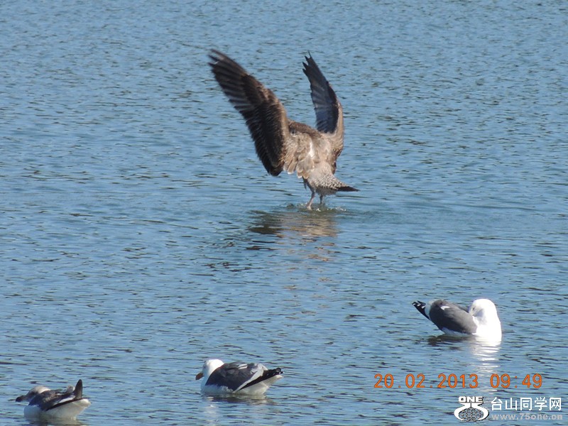 bird 846_.jpg