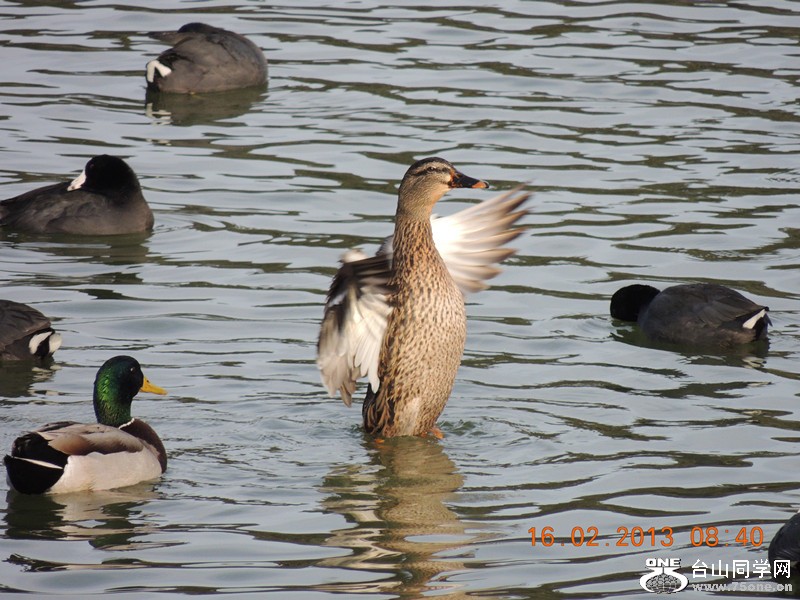 bird 635_.jpg