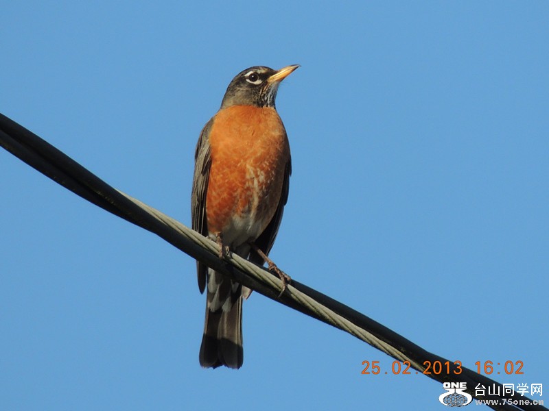 bird 1161_.jpg