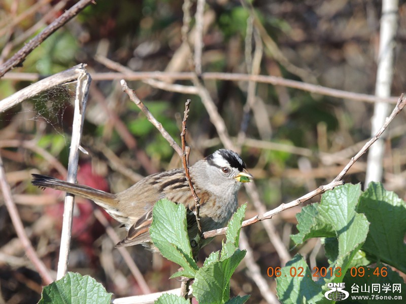 bird 301_.jpg