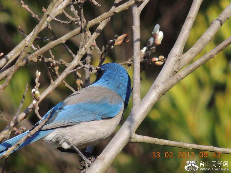 bird 478_.jpg