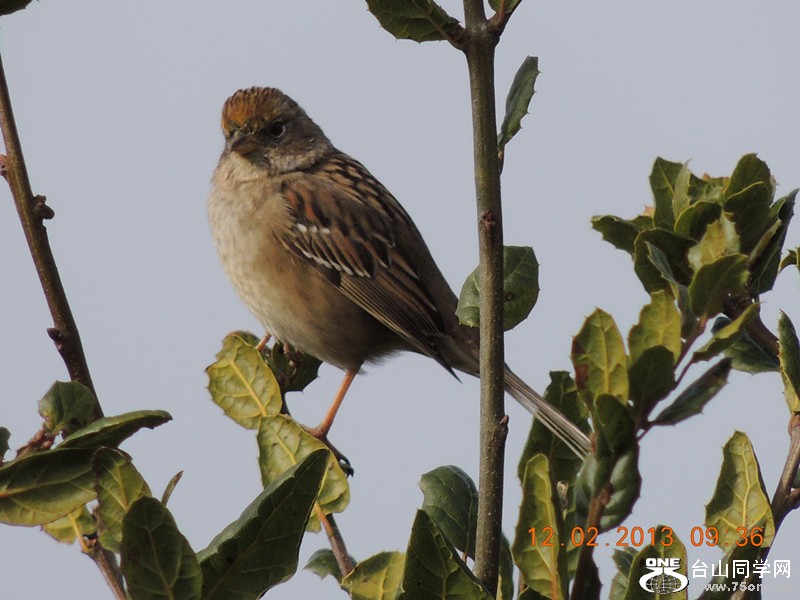 bird 398_.jpg