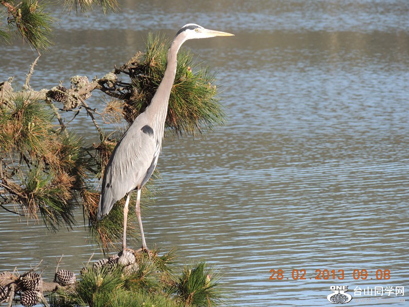 bird 1231_.jpg