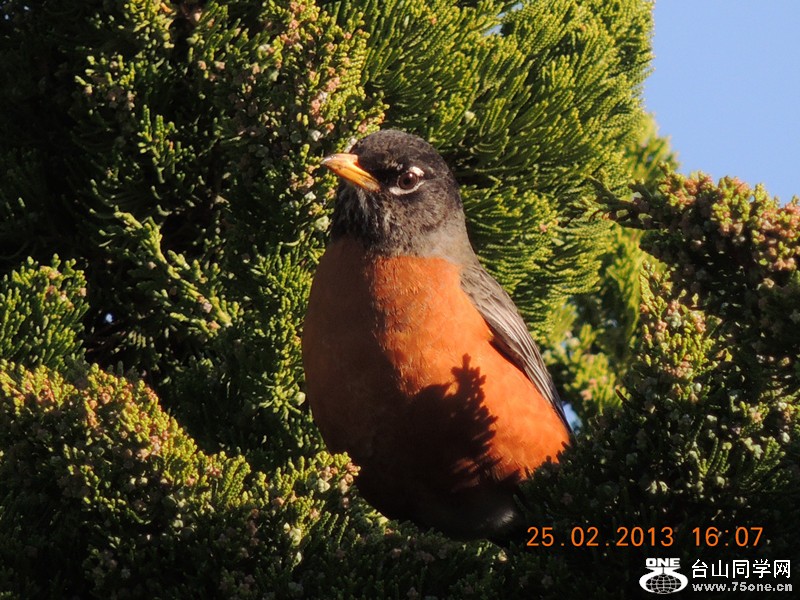 bird 1164_.jpg