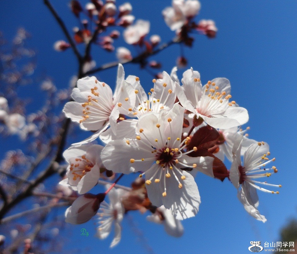DSC04866-dz.jpg