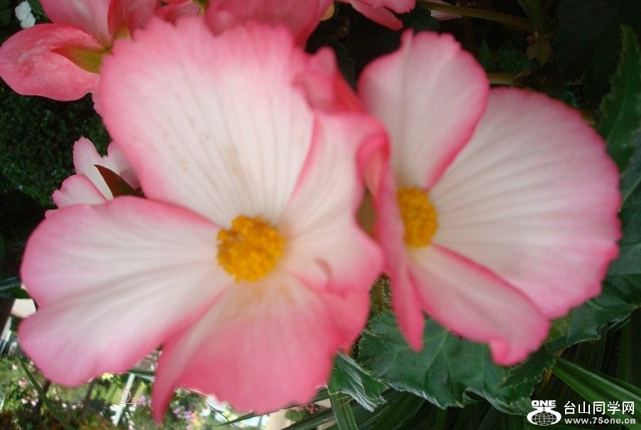 DSC09961-dz.jpg