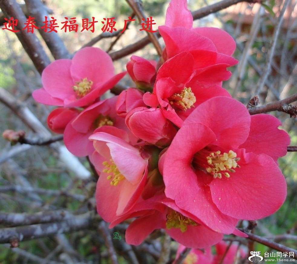 DSC04757-dz-1.jpg
