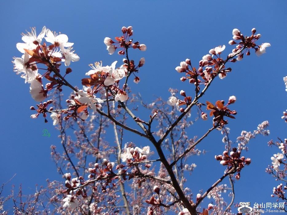 DSC04861-dz.jpg