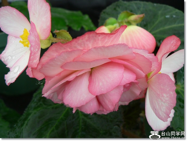 flowers 24-01-13 022.jpg